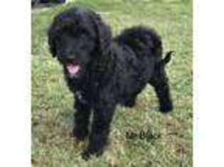 Labradoodle Puppy for sale in Zephyrhills, FL, USA