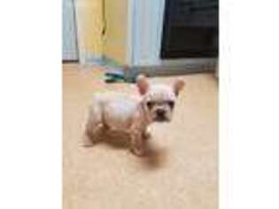 French Bulldog Puppy for sale in Perrysburg, OH, USA