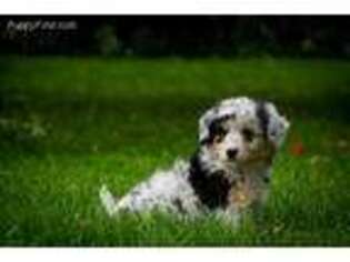 Miniature Australian Shepherd Puppy for sale in Tomahawk, WI, USA