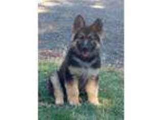 German Shepherd Dog Puppy for sale in Pendleton, OR, USA