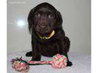 Labrador Retriever Puppy for sale in Topeka, IN, USA