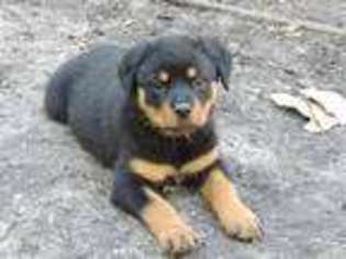 Rottweiler Puppy for sale in Micanopy, FL, USA