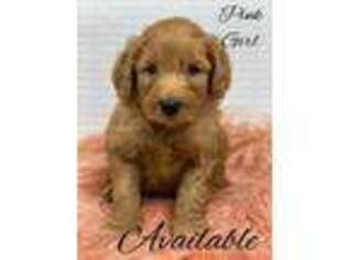 Goldendoodle Puppy for sale in Sherman, TX, USA