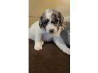 Labradoodle Puppy for sale in Manitou, KY, USA