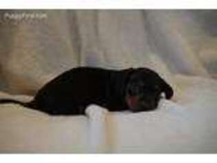 Dachshund Puppy for sale in Lake Mills, IA, USA