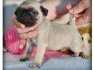 Pug Puppy for sale in Wellesley, MA, USA