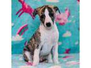Whippet Puppy for sale in Fowlerville, MI, USA