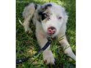 Border Collie Puppy for sale in Casper, WY, USA