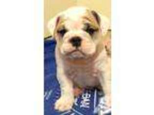 Bulldog Puppy for sale in MECHANICSVILLE, VA, USA
