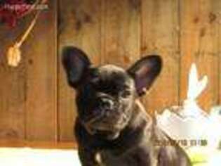 French Bulldog Puppy for sale in Chapel Hill, NC, USA