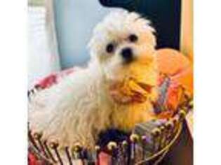 Maltese Puppy for sale in Mason, OH, USA