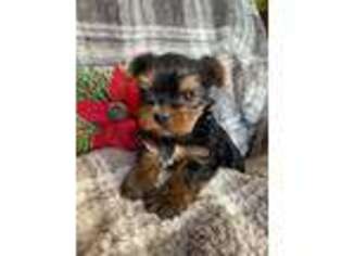 Yorkshire Terrier Puppy for sale in Latham, MO, USA
