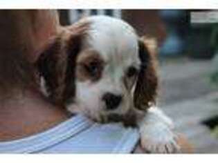 Cavalier King Charles Spaniel Puppy for sale in Canton, OH, USA