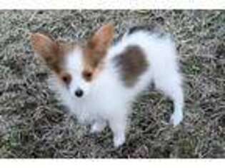 Papillon Puppy for sale in Overbrook, KS, USA