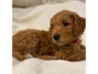 Goldendoodle Puppy for sale in Littleton, MA, USA