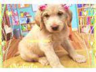 Labradoodle Puppy for sale in Nashville, TN, USA