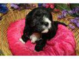 Cavachon Puppy for sale in Spokane, WA, USA