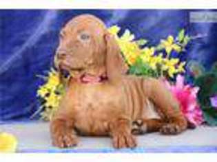 Vizsla Puppy for sale in Harrisburg, PA, USA