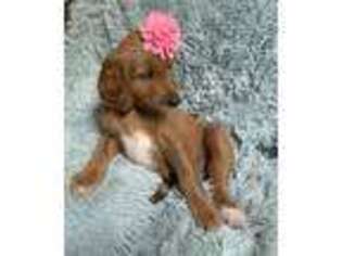 Goldendoodle Puppy for sale in Safety Harbor, FL, USA