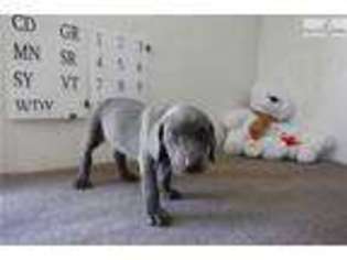 Weimaraner Puppy for sale in Rapid City, SD, USA