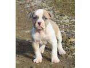 American Bulldog Puppy for sale in Coshocton, OH, USA
