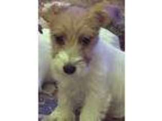 Jack Russell Terrier Puppy for sale in Boonsboro, MD, USA