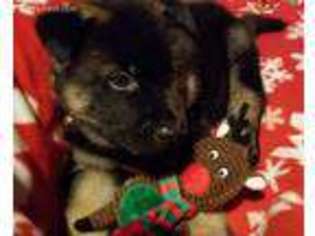 Akita Puppy for sale in Marengo, OH, USA