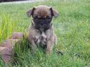 French Bulldog Puppy for sale in Klamath Falls, OR, USA