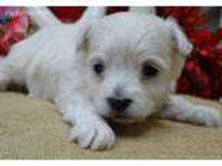 Maltipom Puppy for sale in Mountain Grove, MO, USA