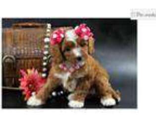 Cavapoo Puppy for sale in Fayetteville, AR, USA