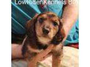 Dachshund Puppy for sale in High Point, NC, USA