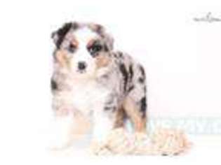 Australian Shepherd Puppy for sale in Fort Myers, FL, USA