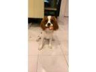 English Toy Spaniel Puppy for sale in Brooklyn, NY, USA