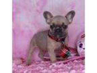 French Bulldog Puppy for sale in Pasadena, MD, USA