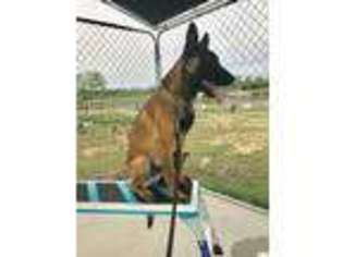 Belgian Malinois Puppy for sale in Henderson, NC, USA