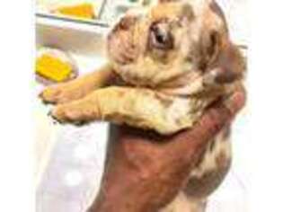 Bulldog Puppy for sale in El Mirage, AZ, USA