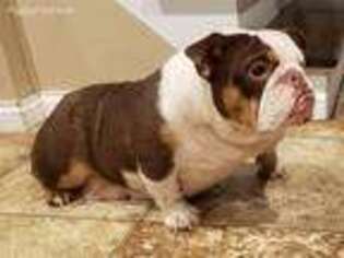 Bulldog Puppy for sale in Lakeville, MN, USA