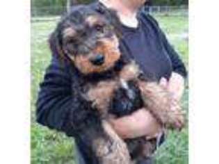 Airedale Terrier Puppy for sale in Tifton, GA, USA