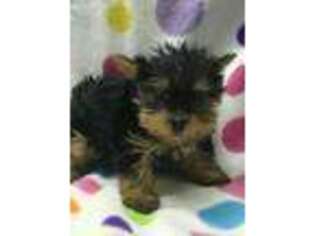 Yorkshire Terrier Puppy for sale in Belden, MS, USA