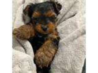Yorkshire Terrier Puppy for sale in White Lake, MI, USA