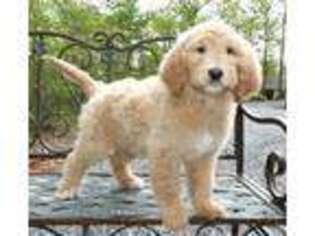 Goldendoodle Puppy for sale in Evington, VA, USA