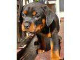 Rottweiler Puppy for sale in Brooklyn, NY, USA