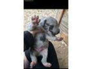 Great Dane Puppy for sale in Whitesboro, TX, USA