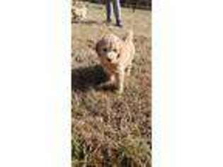 Goldendoodle Puppy for sale in Lincolnton, NC, USA