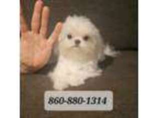 Maltese Puppy for sale in Groton, CT, USA