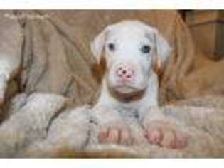 Great Dane Puppy for sale in Garland, TX, USA