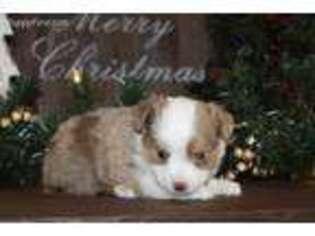 Miniature Australian Shepherd Puppy for sale in Hillsboro, OH, USA