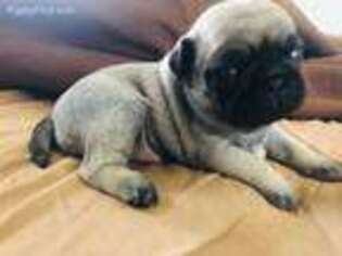 Pug Puppy for sale in Riverview, FL, USA
