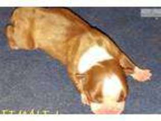 Boston Terrier Puppy for sale in Hinesville, GA, USA