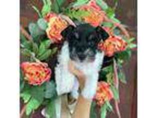 Mutt Puppy for sale in Panacea, FL, USA